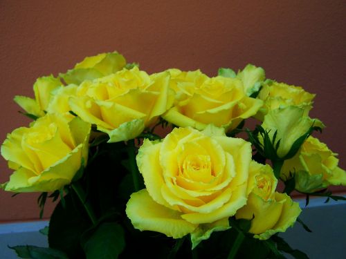 rose bouquet yellow roses cut flowers