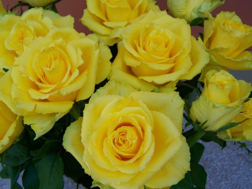 rose bouquet yellow roses cut flowers