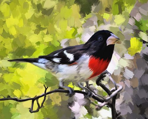 Rose Breasted Grosbeak