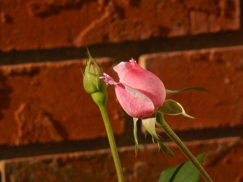 rose bud flower floral