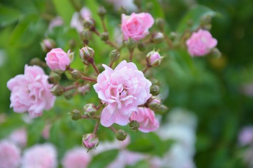 rose bud rosebush pink-pale