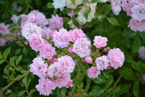 rose bud rosebush pink