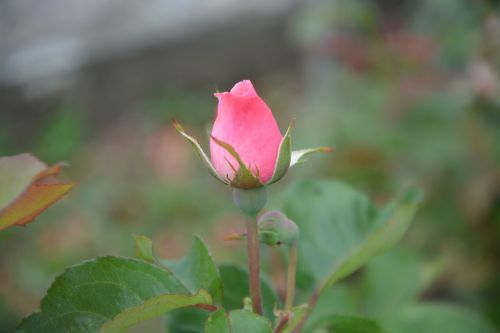 rose bud rosebush nature