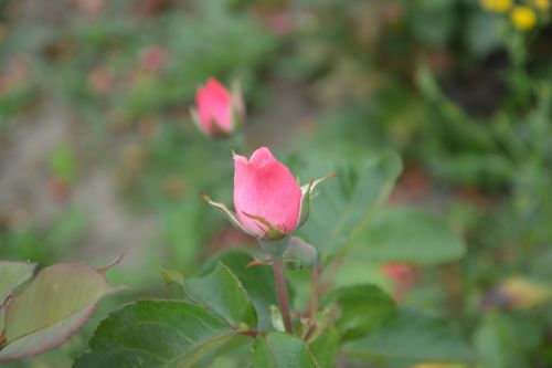 rose bud rosebush petals