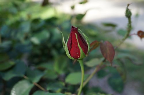 rose bud bloom future