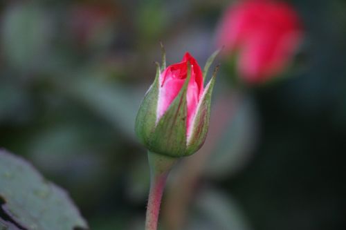 rose bud love romance romantic