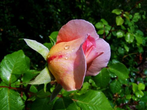 rose buds yellowish-pink flowers summer flower