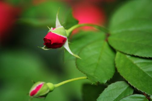 Rose Buds