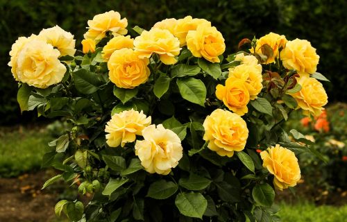rose bush flowers yellow flower