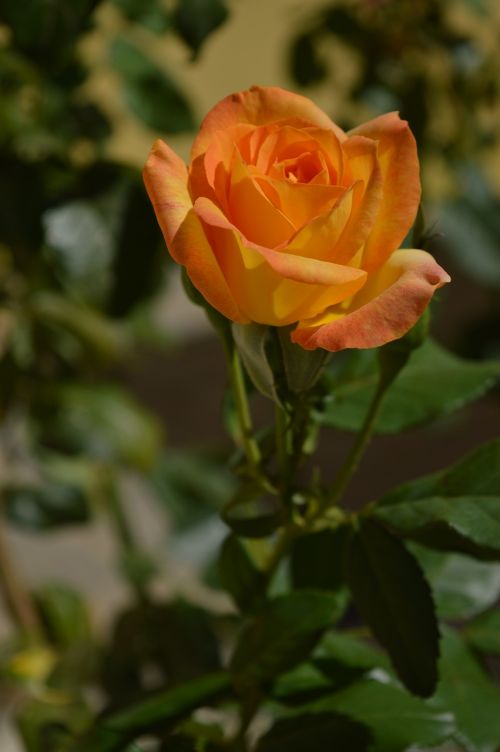 rose bush yellow blurred