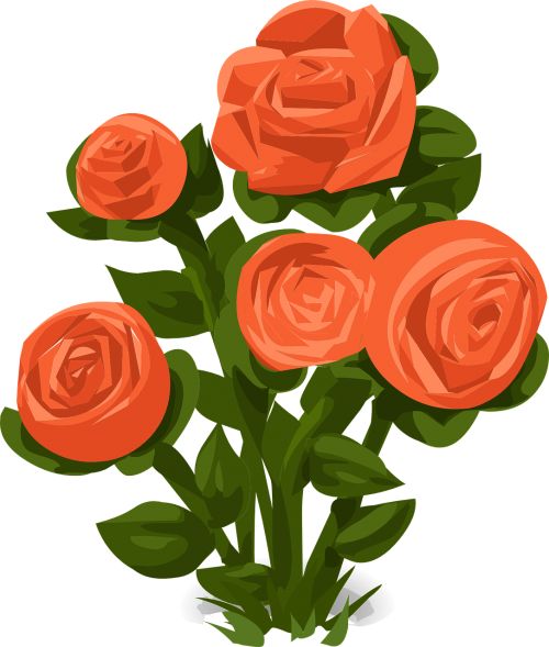 rose bush roses orange