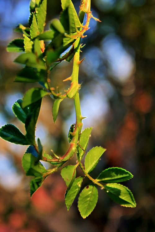 Rose Bush Twig And Leaves