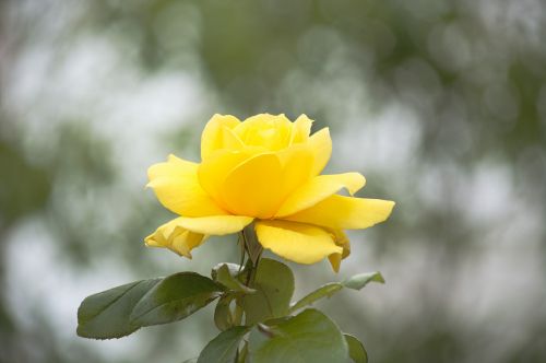 Rose Of Yellow Color
