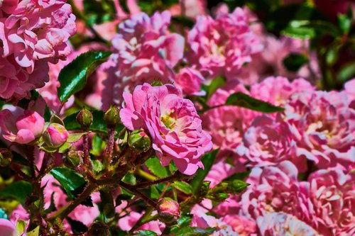 rose dwarf  garden  rosa