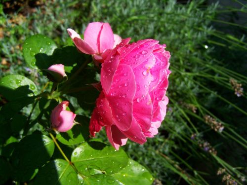 rose esőcseppes pink garden