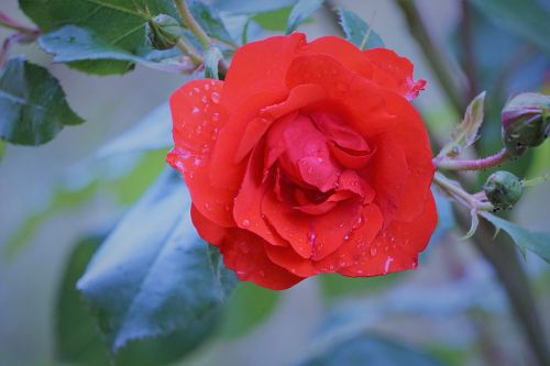 Rose And Rain
