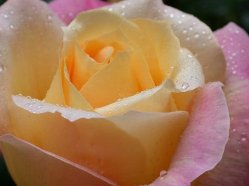 Rose And Dew