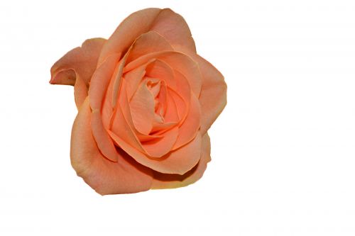 Rose Flora Isolated