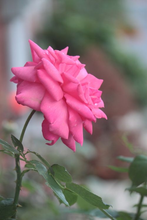 Rose Flower