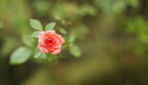 rose flower small rose flower flower