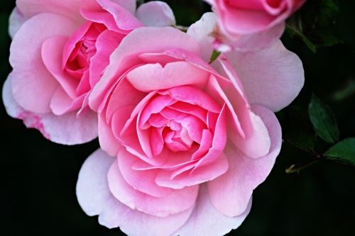 rose flower rose petals roses