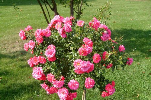 rose flower rose garden blooming flower