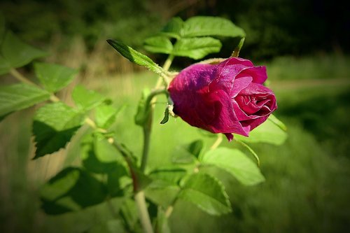 rose flower  nature  plant