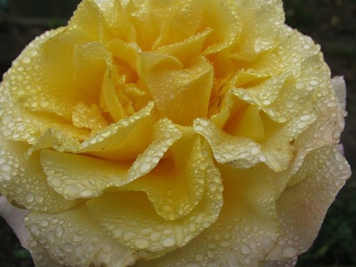 rose flower  raindrop  close up