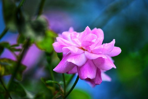 rose flower  on the tree  most beautiful