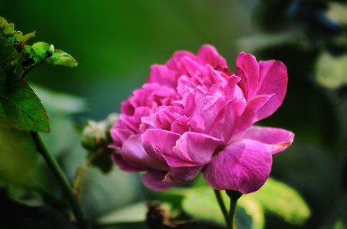 rose flower  red  flower