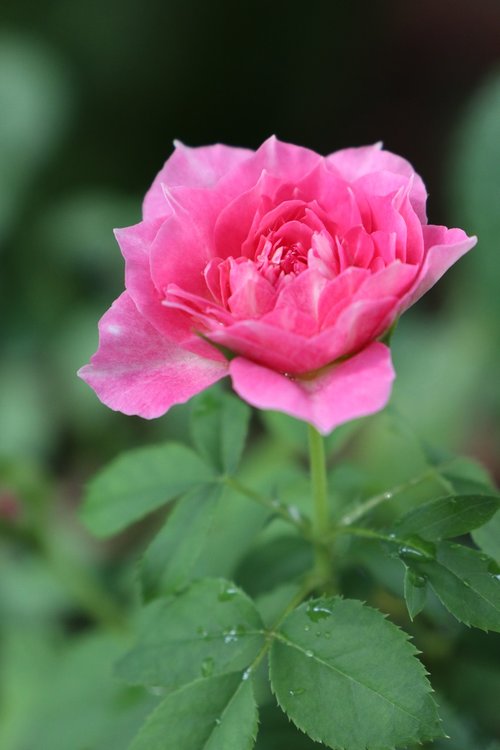 rose flower  lovely  pink