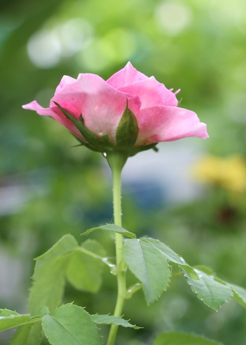 rose flower  lovely  pink