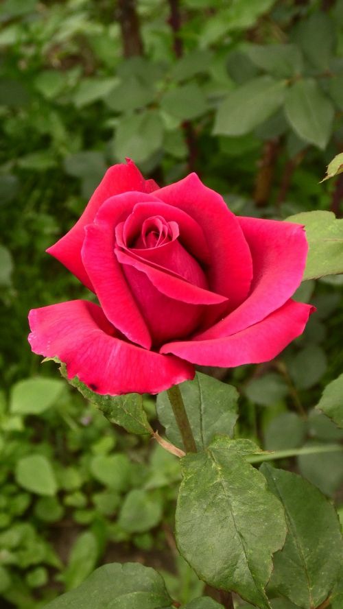 rose flower pink nature