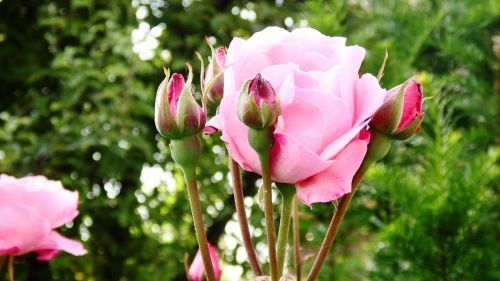 rose flower nature pink