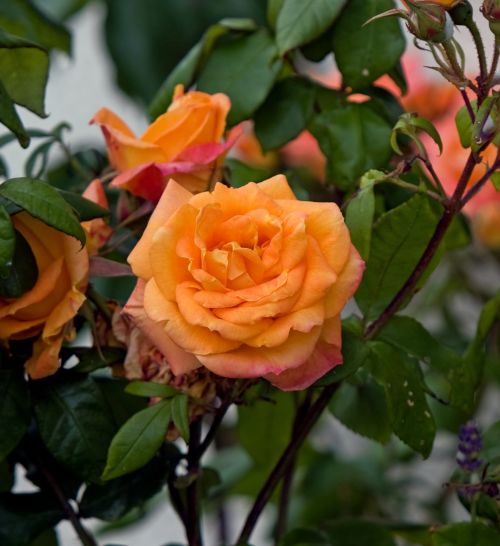Rose Flower Orange