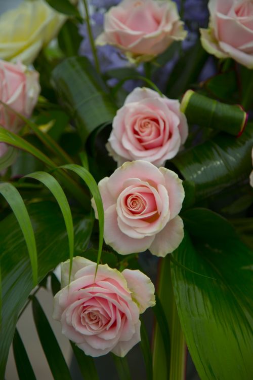 Rose Flowers