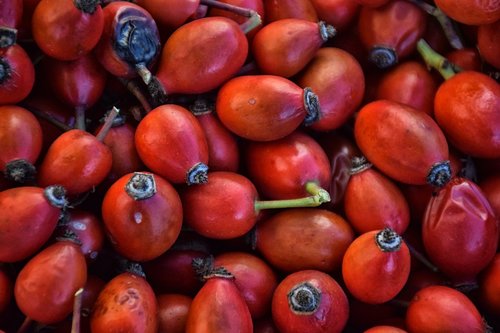 rose fruit  briar  shrub