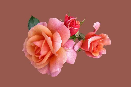 roses rose apricola isolated