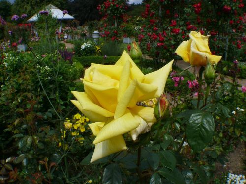 rose garden roses yellow