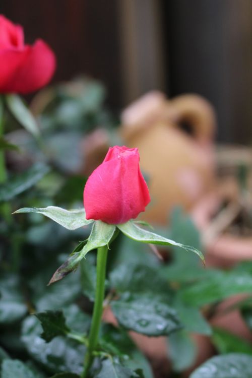 rose garden flowers plant