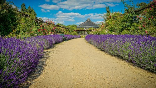 rose garden  garden  park