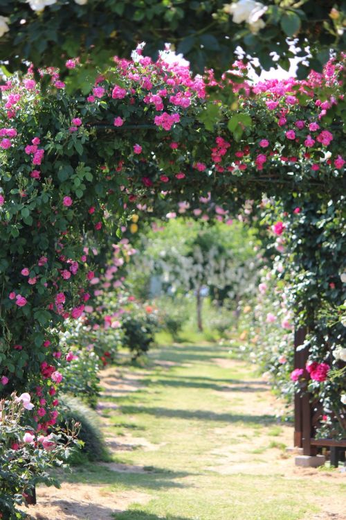 rose garden rose sato liyuan