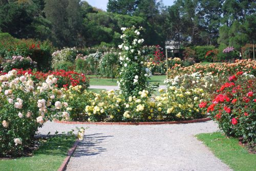 Rose Garden