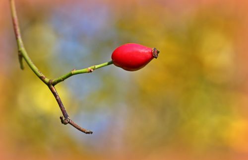 rose hip fruit autumn