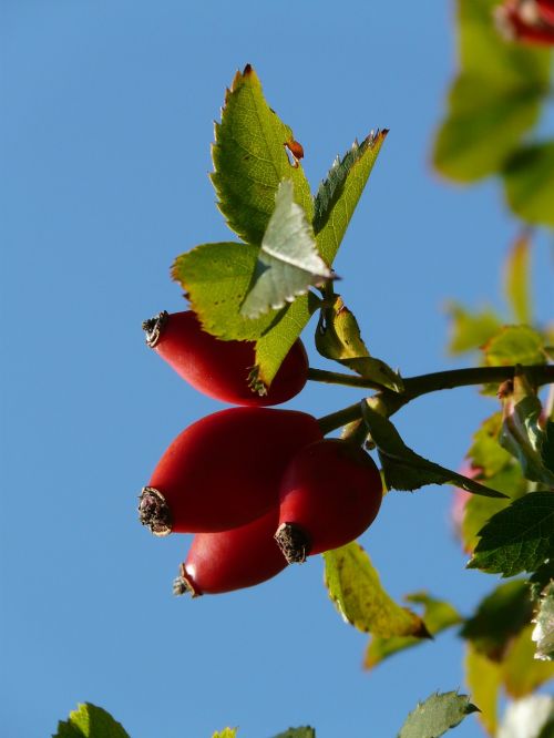rose hip fruit sammelfrucht