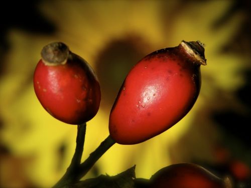 rose hip fruit autumn fruits