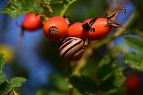 rose hip ripe forest