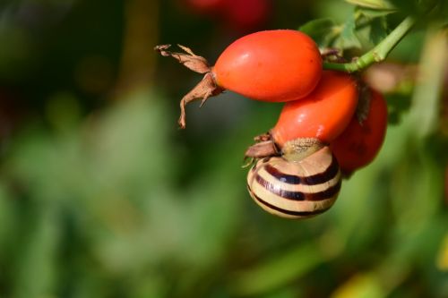 rose hip ripe forest