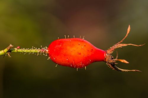 rose hip red orange