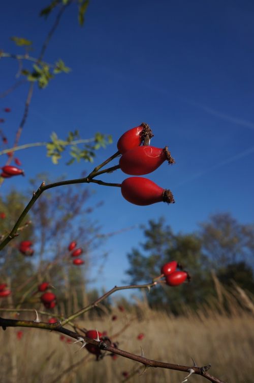 rose hip thorns autumn